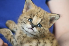 Killikus&reg; Fotographie